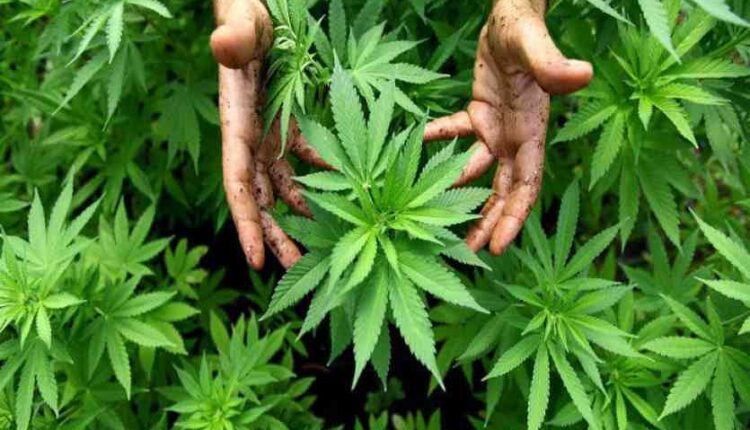 Allow cannabis cultivation