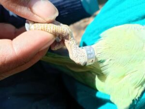 wildlife hospital