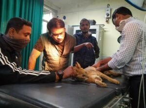 wildlife hospital