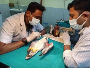 wildlife hospital