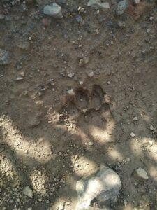 Farmers seriously injured in leopard attack Incidents in Karjat taluka