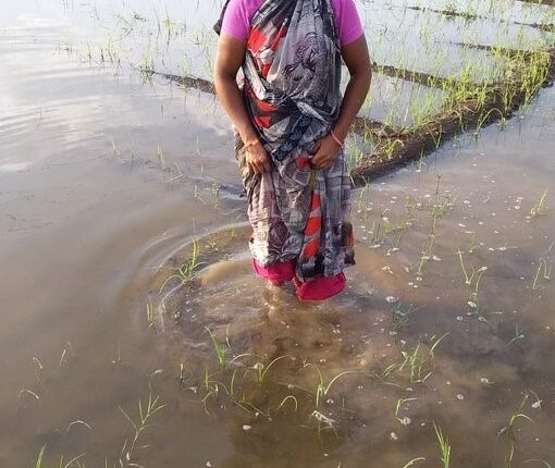 Rains blow up crops in Balaghat Major damage to agriculture in Jamkhed taluka Farmers waiting for panchnama