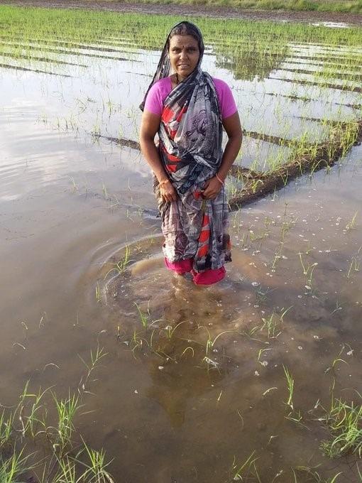 Rains blow up crops in Balaghat Major damage to agriculture in Jamkhed taluka Farmers waiting for panchnama