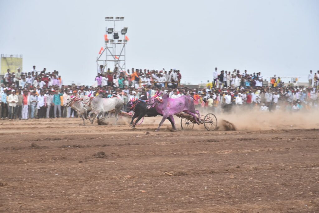 karjat Maharashtra Kesari Bulldog Race Results Announced, Who Won? Read detailed