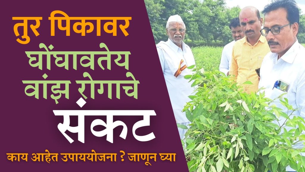 Taluka Agriculture Officer Rajendra Supekar goes to the farm and guides the farmers