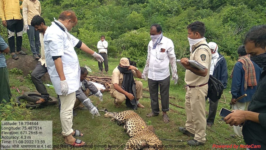 Jamkhed, Leg stuck in vine and leopard died, forest department cremated dead leopard in Dhamangaon