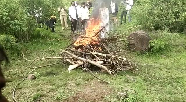 Jamkhed, Leg stuck in vine and leopard died, forest department cremated dead leopard in Dhamangaon