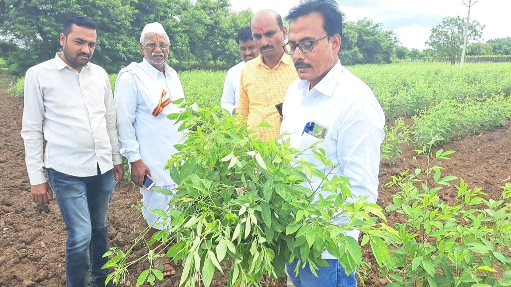 Taluka Agriculture Officer Rajendra Supekar goes to the farm and guides the farmers