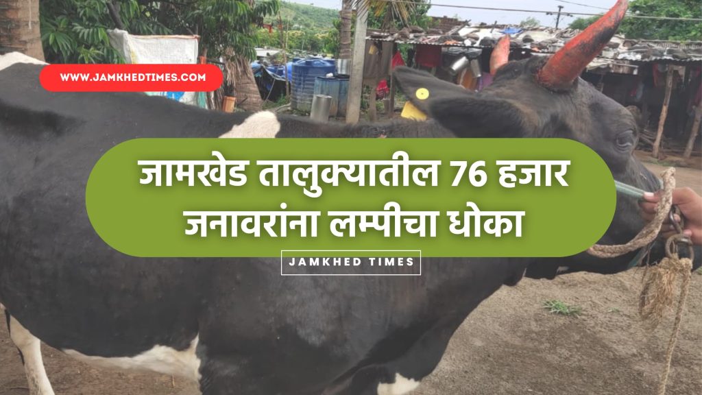 76 thousand animals in Jamkhed taluka are at risk of lumpy skin disease, lumpy skin disease has entered 4 villages, administration has started vaccination