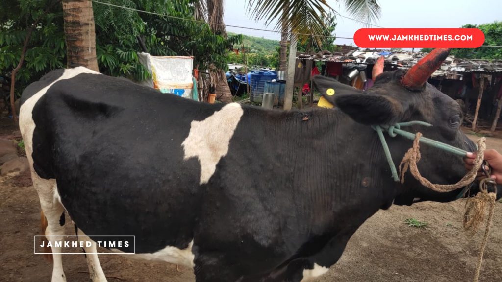 Prohibitory order issued in Ahmednagar district to prevent outbreak of lumpy skin disease, what will be the restriction? Know in detail