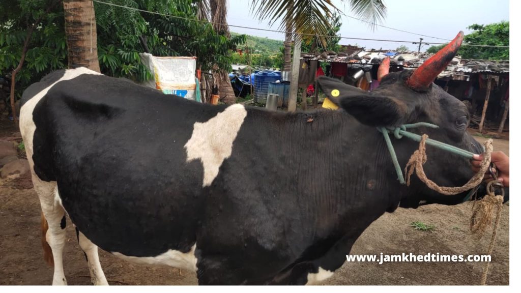 news that increases concern of farmers, entry of lumpy skin disease in Jamkhed taluka, excitement among animal husbandry, what should the animal husbandry be careful about? Learn in detail,