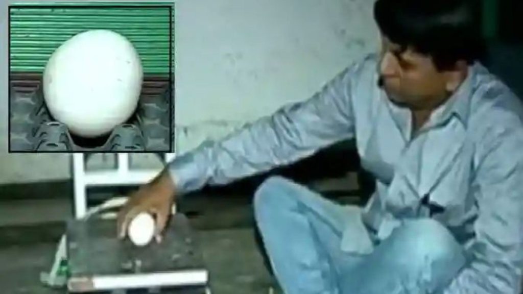 ajab gajab news, the chicken laid a big egg weighing 210 grams in kolhapur, biggest chicken egg in Maharashtra is being talked about all over country,