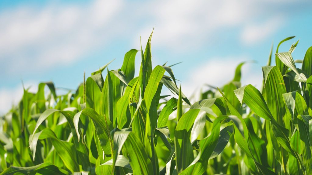 coarse grain purchase centers open at seven places in Ahmednagar district, appeal to farmers to register by October 15