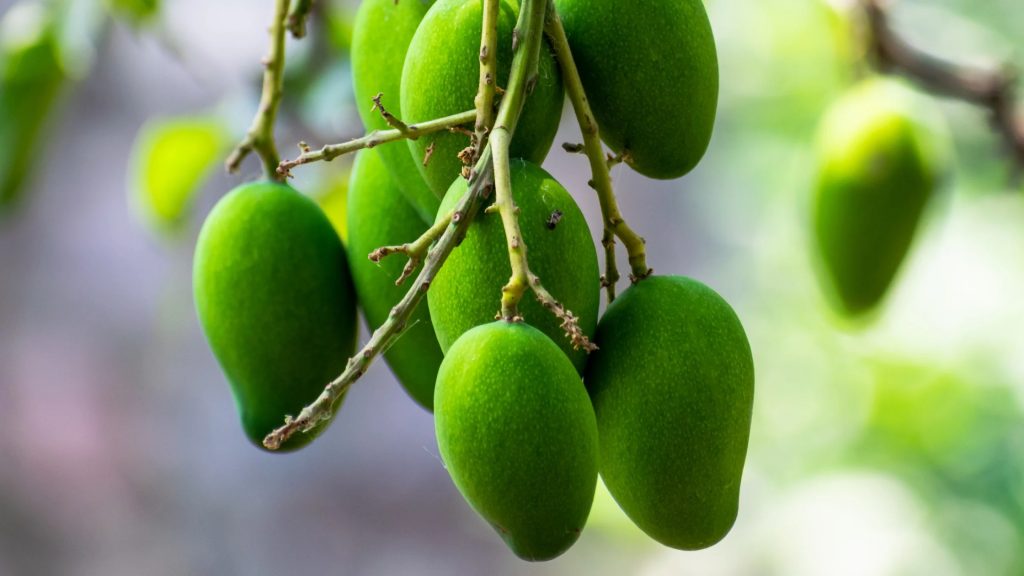 To submit application for the benefit of Late Bhausaheb Phundkar Orchard Plantation Scheme