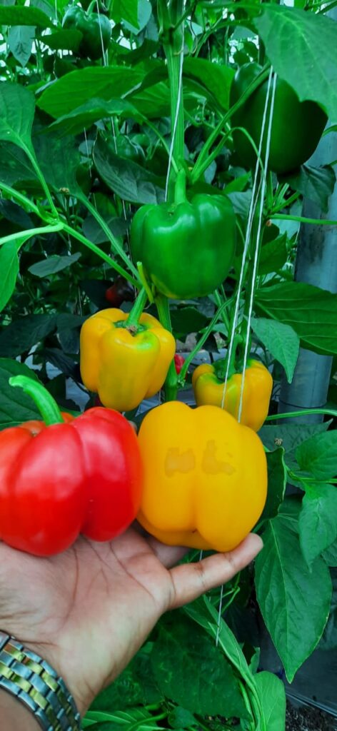 Agricultural success story, Young farmers can earn an income of 10 lakhs per acre, group farming has transformed living standards of youth, 