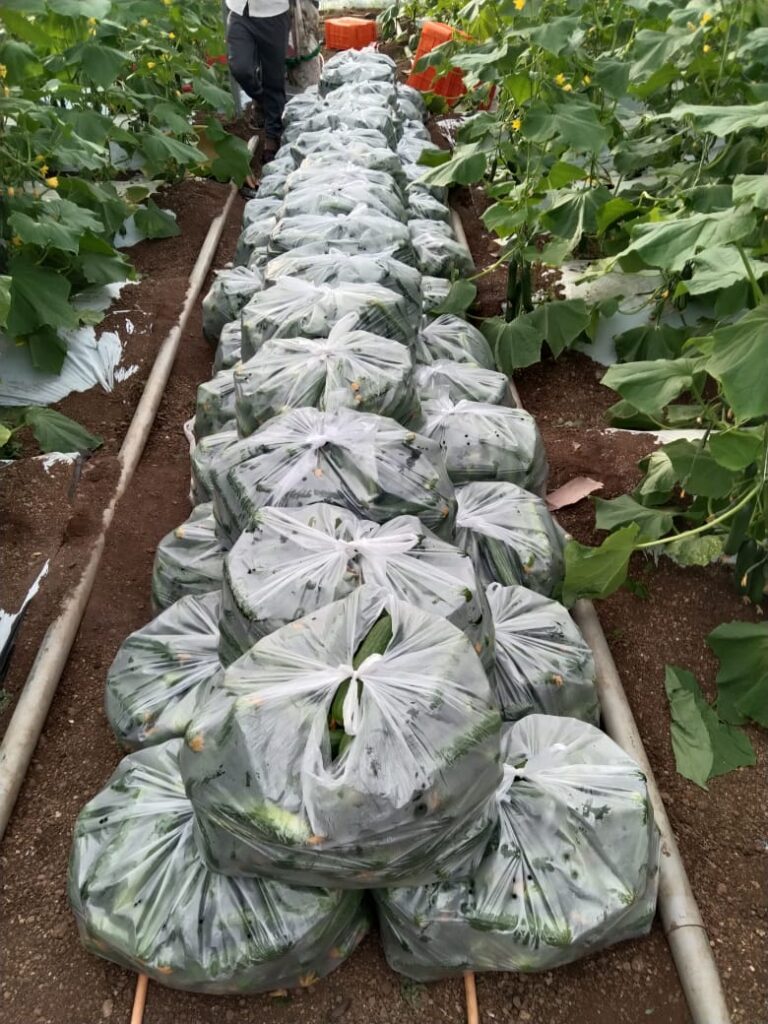 Agricultural success story, Young farmers can earn an income of 10 lakhs per acre, group farming has transformed living standards of youth, 