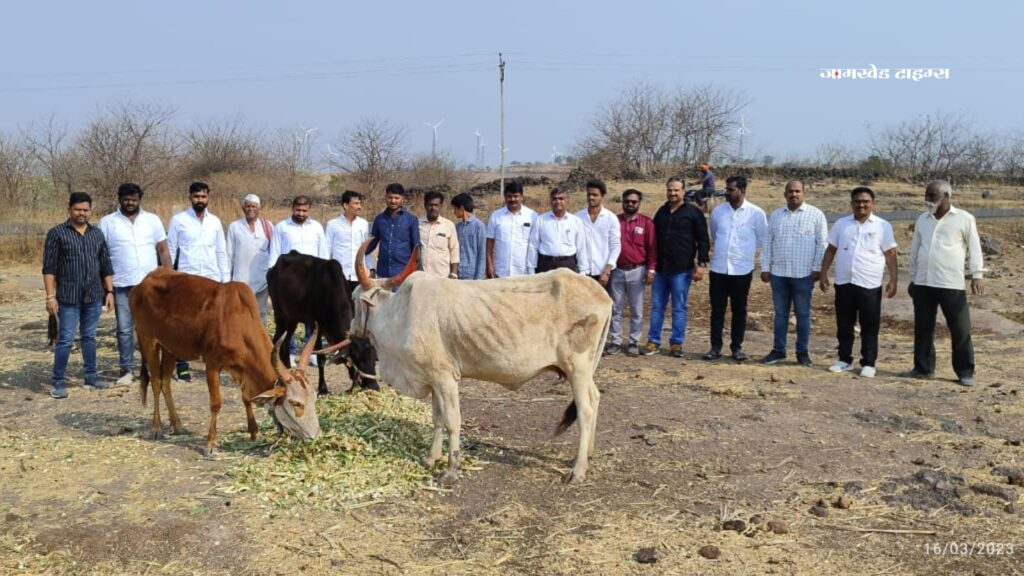 Distribution of green fodder to Sakeshwar Go School on the occasion of Nilesh bhau Gaiwal's birthday, jamkhed latest news,