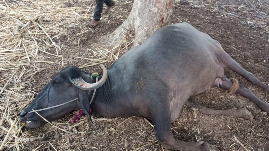 Breaking, buffalo killed by lightning in Jamkhed taluka, dhamngaon, jamkhed news, 