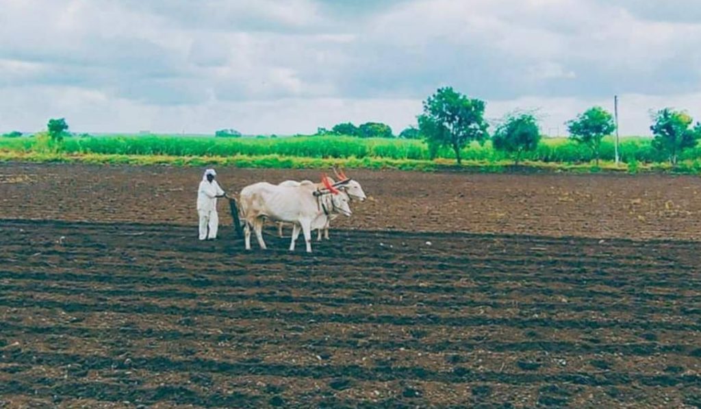 Agriculture News, Sowing on 5.25 lakh hectares by end of June in Maharashtra, but, Agriculture latest news in marathi, राज्यात जून अखेर 5.25 लाख हेक्टरवर पेरण्या,
