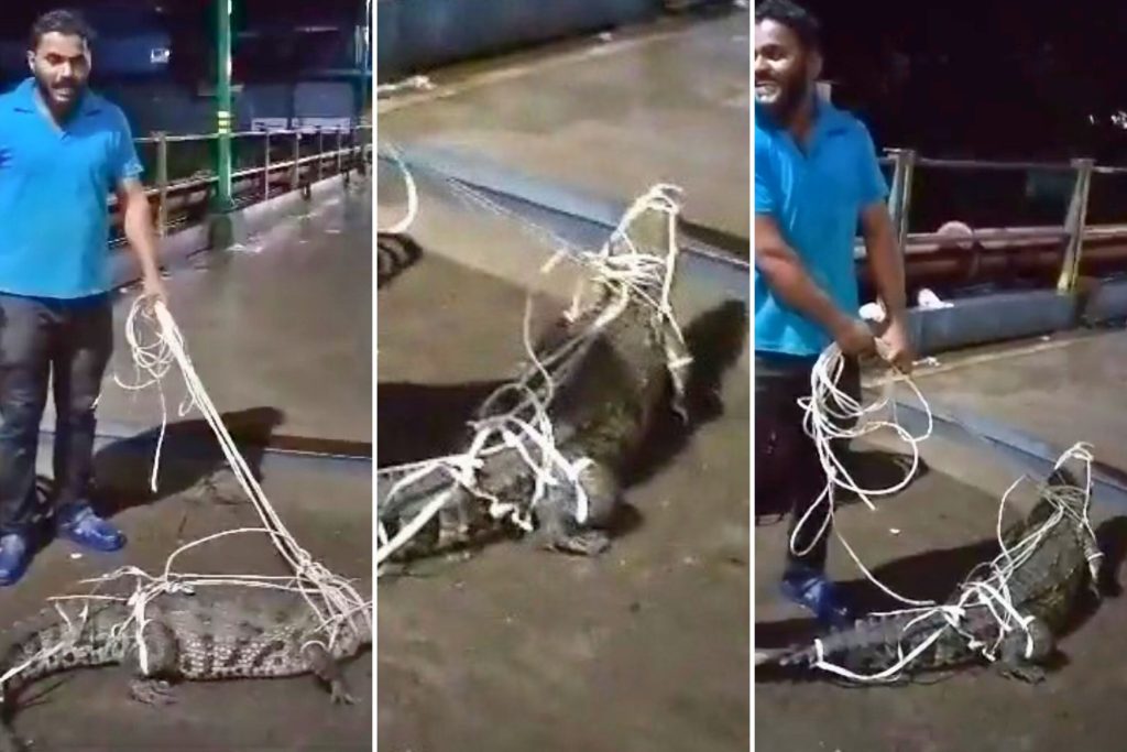 Chipalun news, Crocodiles entered Chiplun city due to flooding of the river, but one dared with crocodile, watch Shocking video, chipalun flood latest news, 