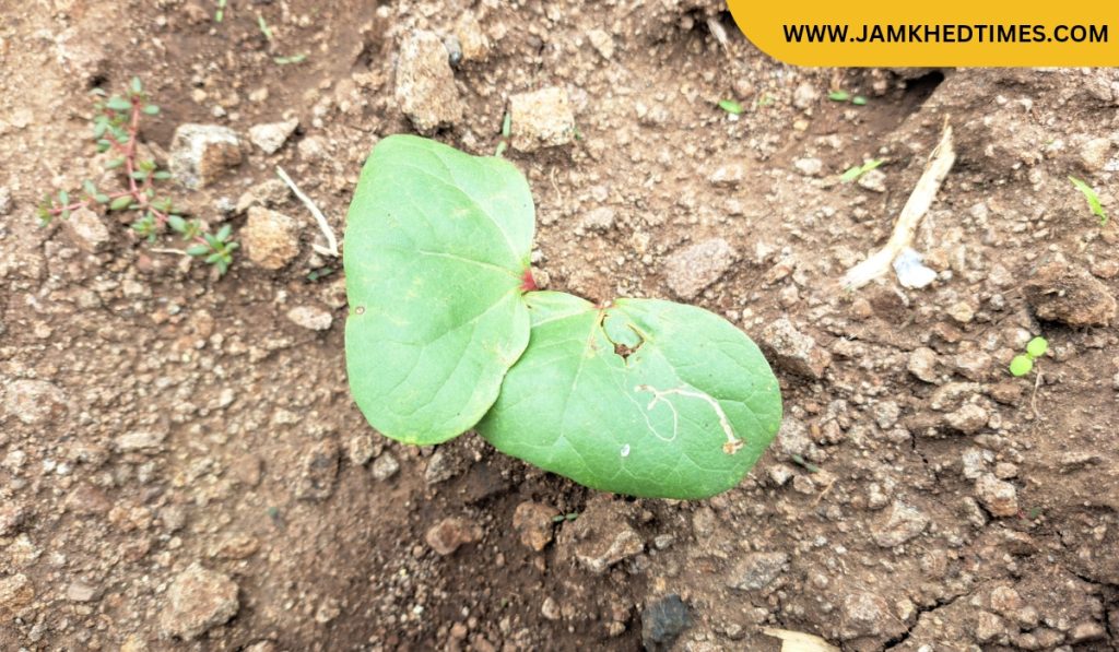 Jamkhed rain news, Came Bhurbhur Gone Bhurbhur, drizzling dose of saline to yielding crops,water bodies dry up, Worries of farmers in Jamkhed taluka increased,