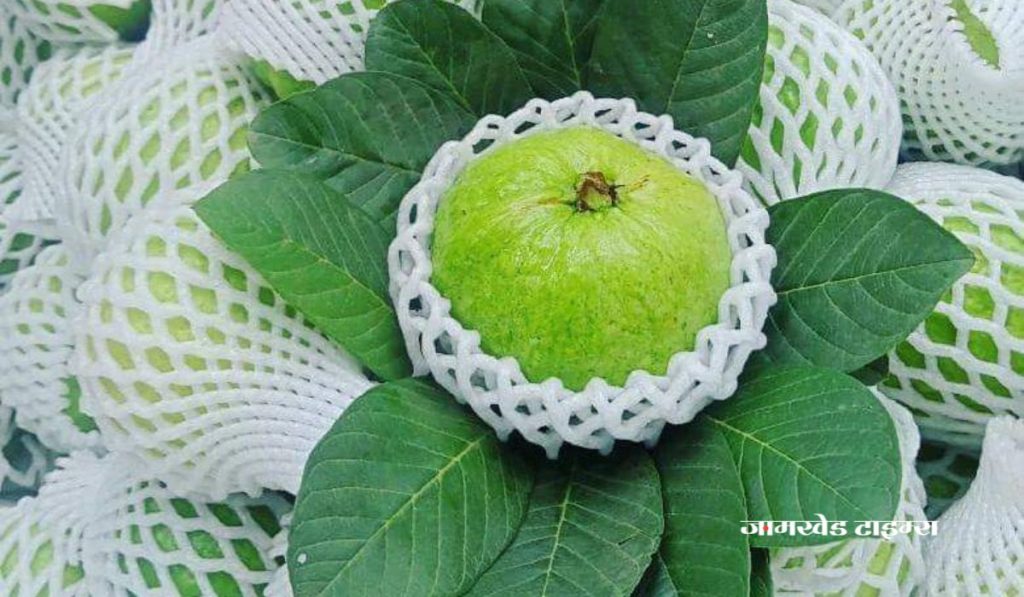 Do you know health benefits of guava? Let's know benefits of guava, guava benefits, Peruche Aarogyadayi fayade, Guava's 10 Health Benefits,