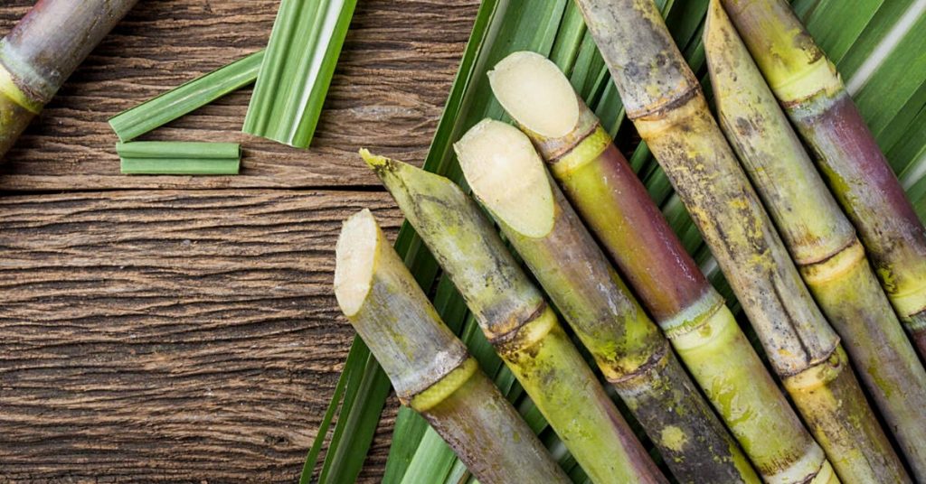 Sugarcane crushing season 2023-2024, Sugar mills in maharashtra should submit online applications for sugarcane sieving license, appeal of Office of Sugar Commissioner