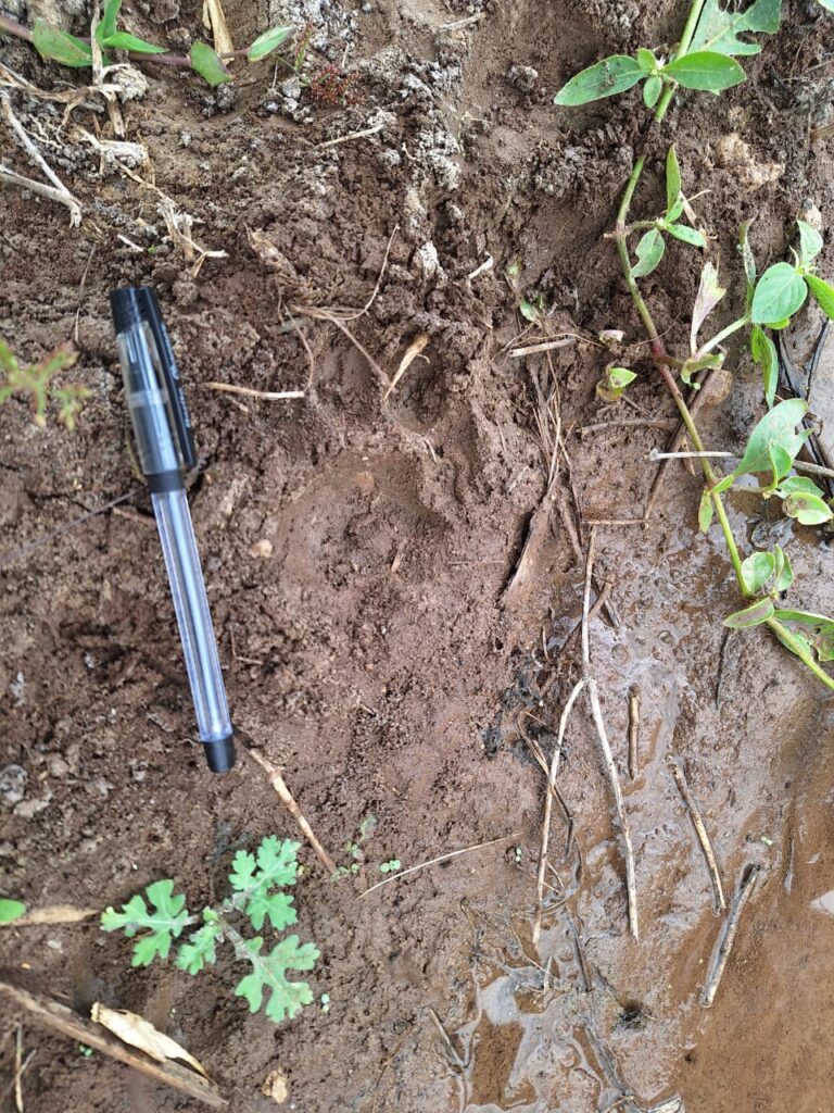 Leopard active again in Jamkhed taluka, leopard footprints found jawala village, farmers should be alert instead of panic - Forest Department warns