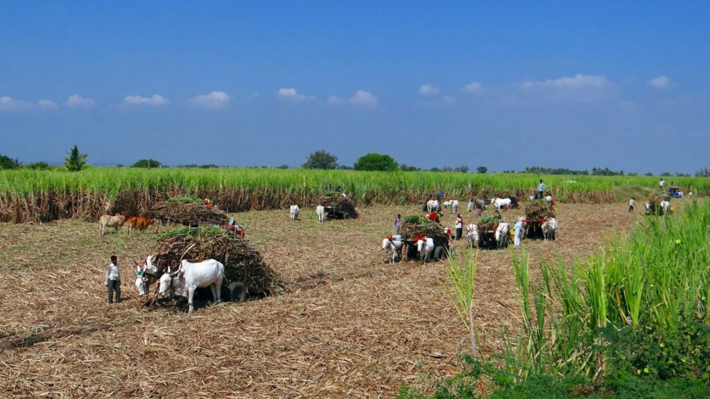 Sugarcane harvesting season 2024-25 Sugarcane FRP, Good news for sugarcane farmers, central government has increased sugarcane FRP by 8 percent, Central Cabinet Meeting decision