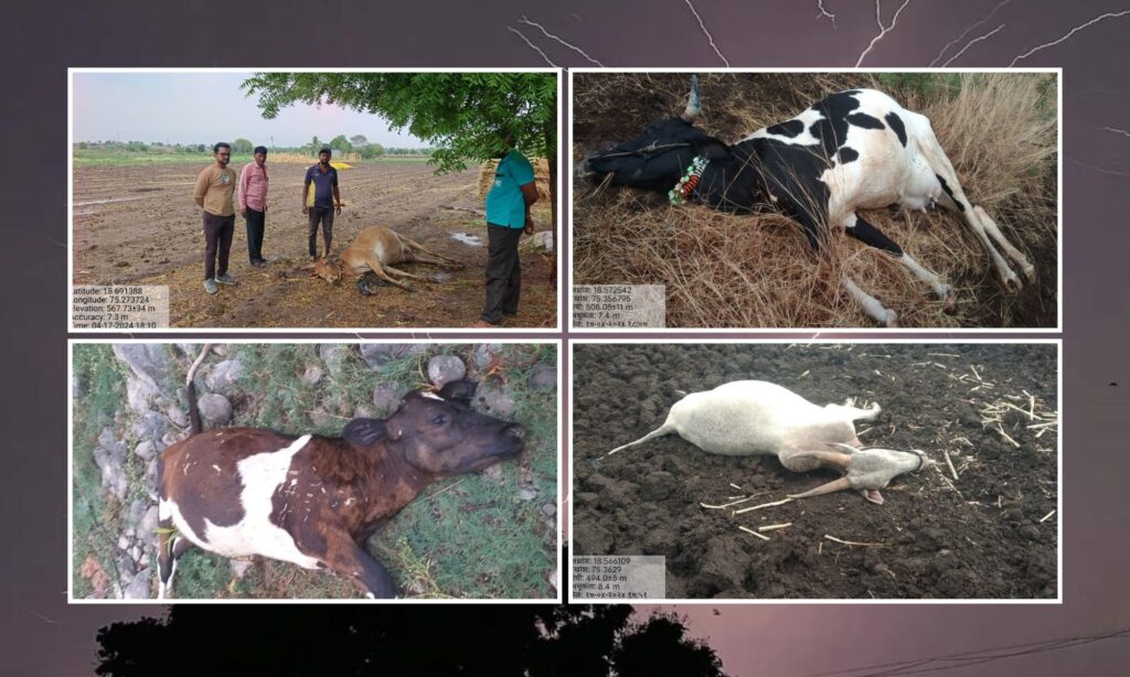 Four animals died due to lightning in 3 villages of Jamkhed taluka, Avakali paus 2024, kusadgaon, bhutwada, javalke, 