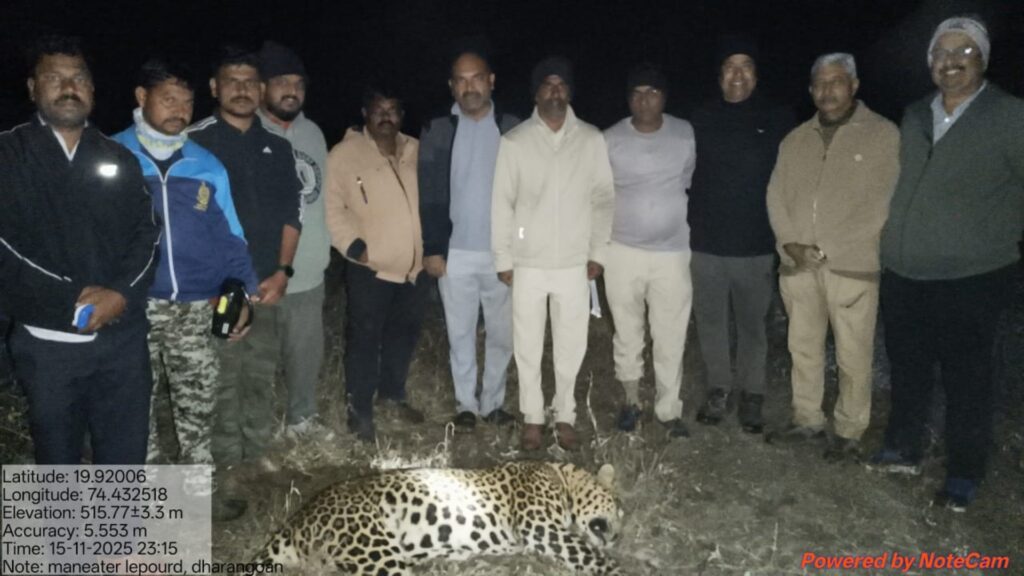 Kopargaon, Man-eating leopard killed, Ahilyanagar Forest Department takes action in Yesgaon-Takali area, bibatya latest news, 