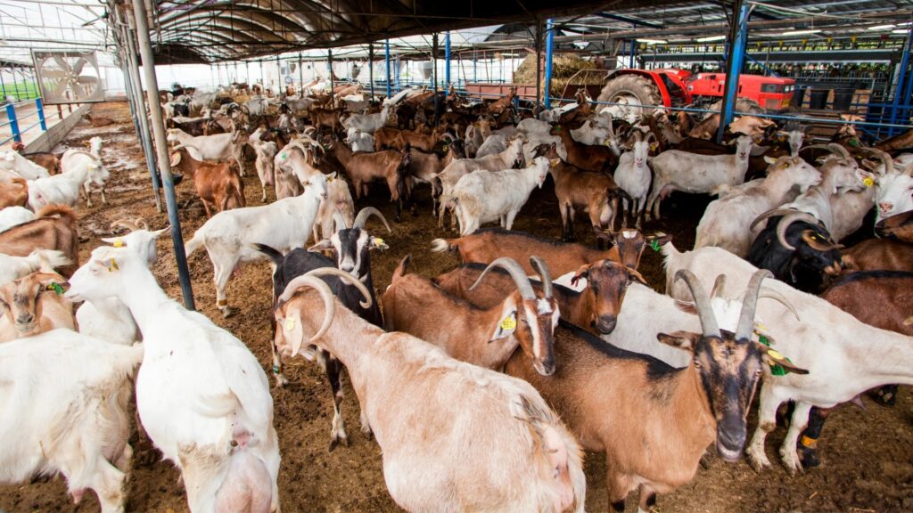 Beed news, gang of thieves stole goats worth 1.5 lakh, an outrageous incident in Patoda taluka, 