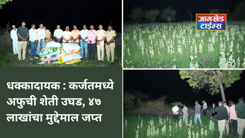 Breaking news, Opium cultivation exposed in Karjat taluka, 238 kg of opium seized from Chapadgaon, lcb action 