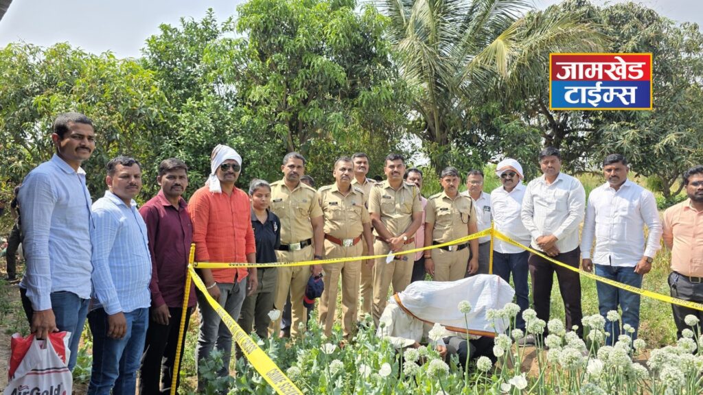 Opium plantation found next to onions, Goods worth 6 lakhs seized in Bandhkhadak Shivara, two arrested, Kharda police take drastic action, jamkhed kharda news, 