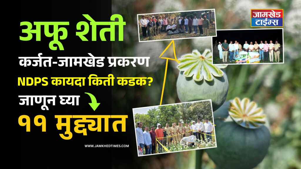 Karjat-Jamkhed opium cultivation case,.How strict is the NDPS Act? Farmers should know these 11 important points, Karjat-Jamkhed Opium farming NDPS Act 11 important points, chapadgaon bandhkhadak