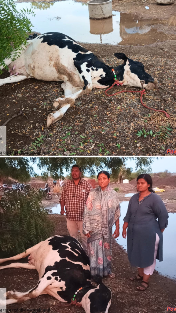 Monsoon 2026, Heavy rains wreak havoc in Jamkhed taluka,3 cows killed after lightning strikes  well, many villages affected, two injured